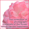 幸せを運ぶ花の写真素材集