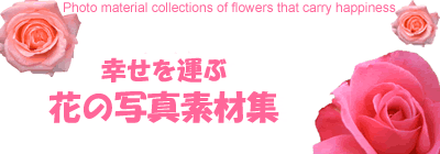 幸せを運ぶ花の写真素材集