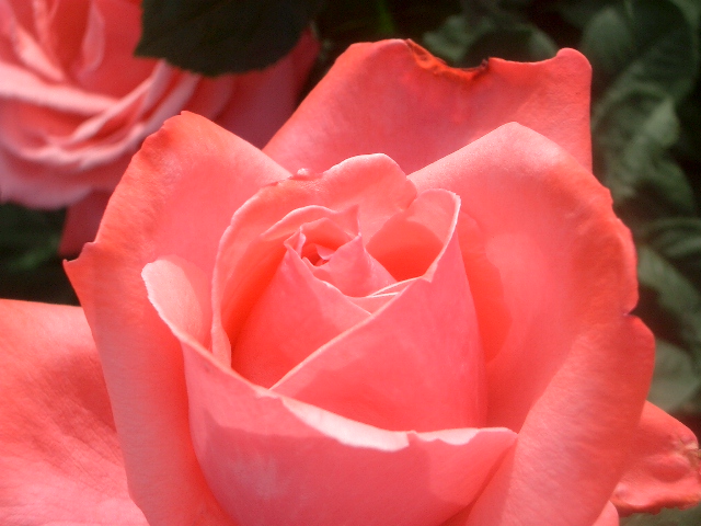 薔薇 画像 花 写真 素材