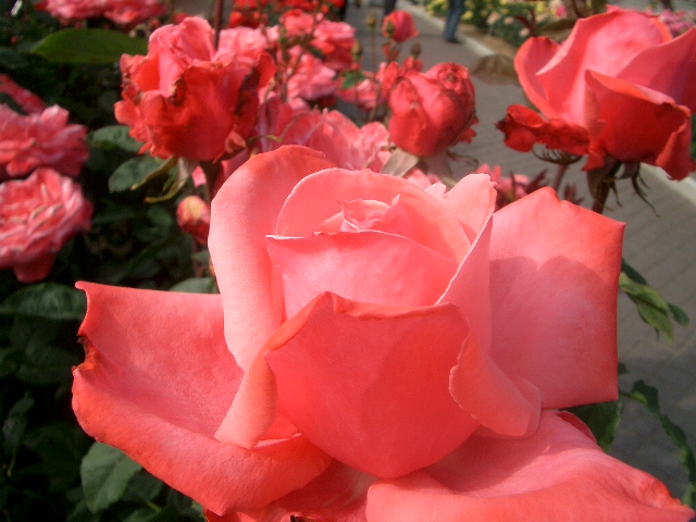 薔薇 画像 花 写真 素材